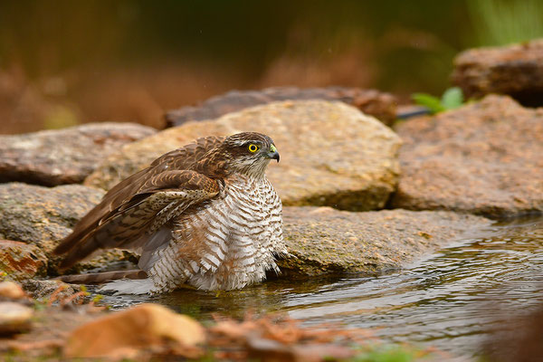 Sperber beim Baden