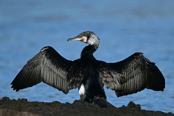 Kormoran