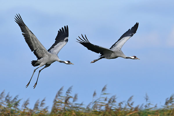 Kraniche im Flug