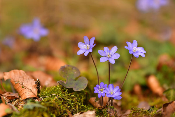 Leberblümchen