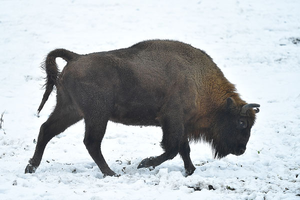 Wisent