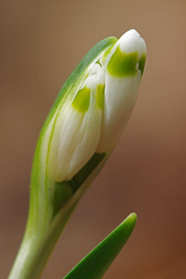 Märzbecher Detail