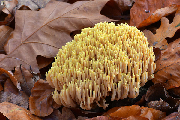 Korallenpilz