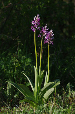 Helmknabenkraut