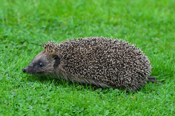 Igel