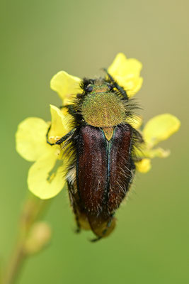 Blatthornkäfer