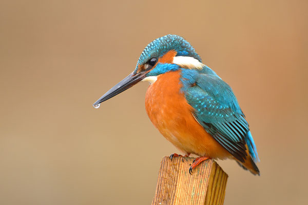 Eisvogel