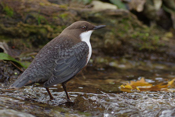 Wasseramsel