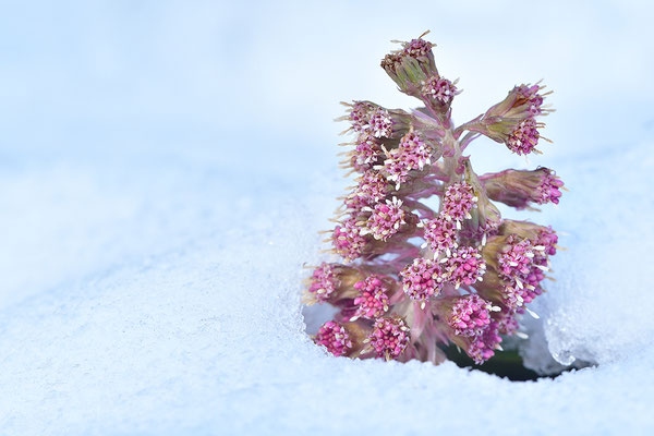 Rote Pestwurz im Schnee