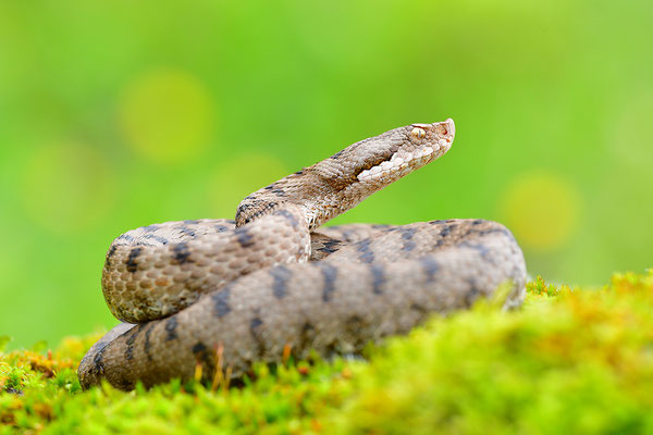 Aspisviper