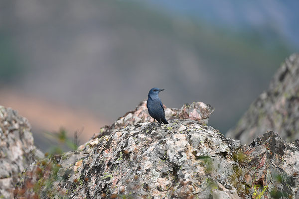 Blaumerle