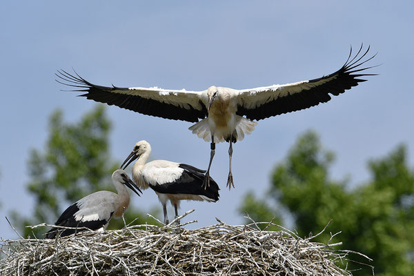 Weißstorch Jungvögel am Nest