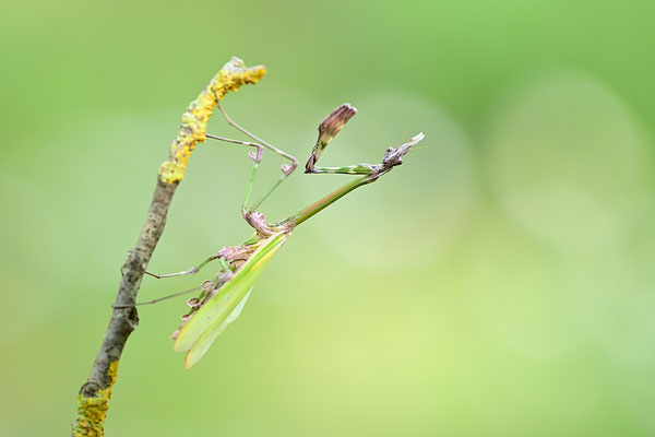 Empuse, Empusa fasciata