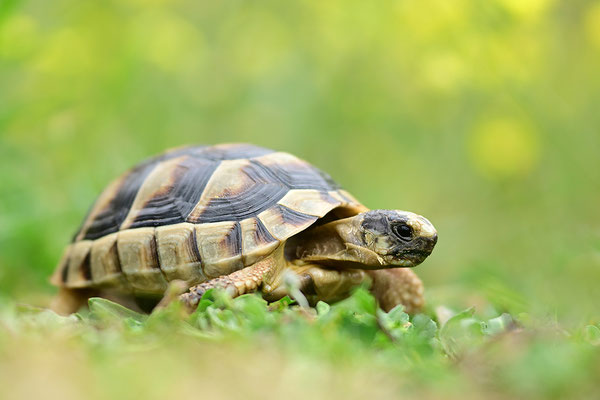 Breitrandschildkröte Jungtier