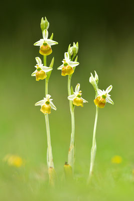 Gelbe Hummelragwurz flavescens