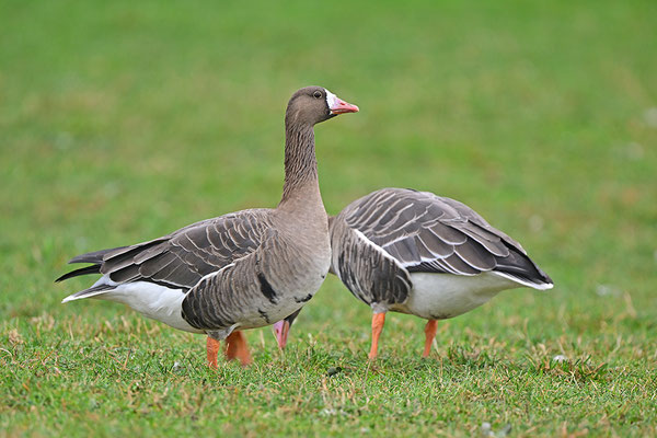 Blässgans