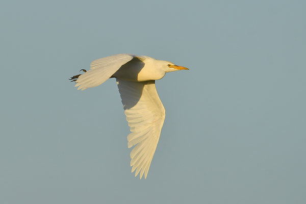 Kuhreiher im Flug