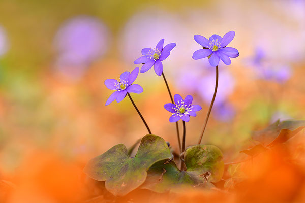 Leberblümchen