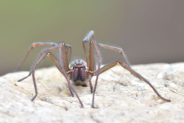 Große Winkelspinne, Hauswinkelspinne