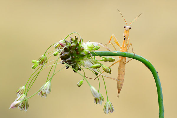 Gottesanbeterin subadult