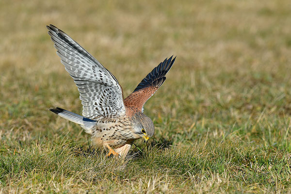 Turmfalke
