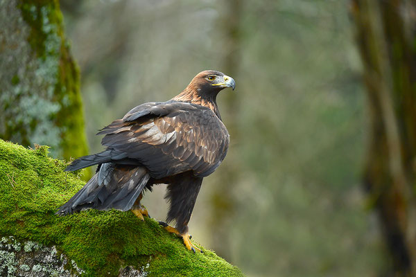 Steinadler