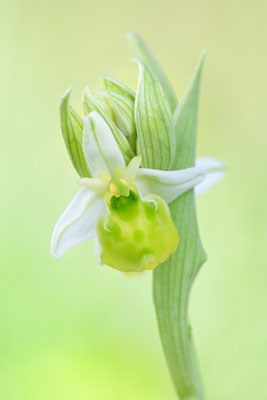 Gelbe Hummelragwurz flavescens