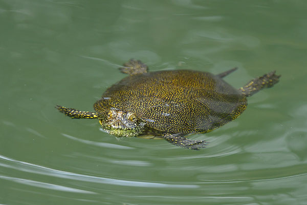 Europäische Sumpfschildkröte
