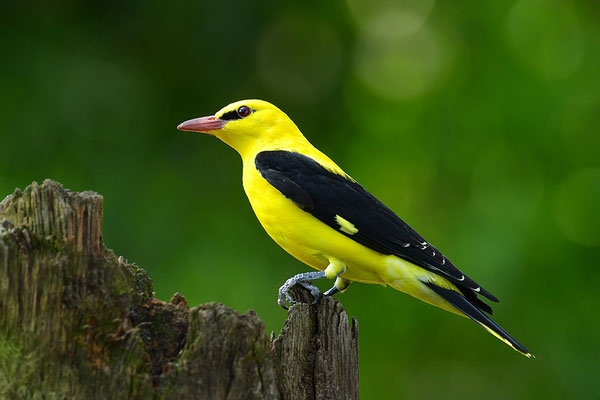 Pirol Männchen