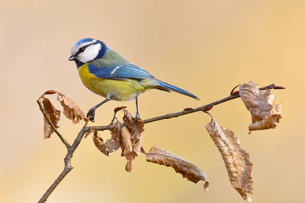 Blaumeise