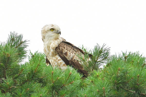 Schlangenadler