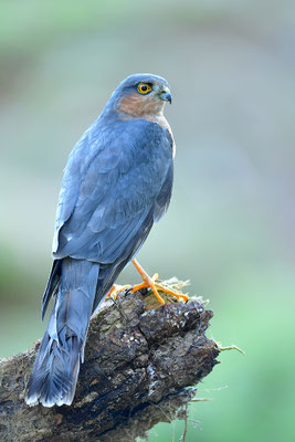 Sperber Männchen