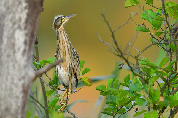 Zwergdommel Jungvogel