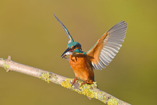 Eisvogel drohend