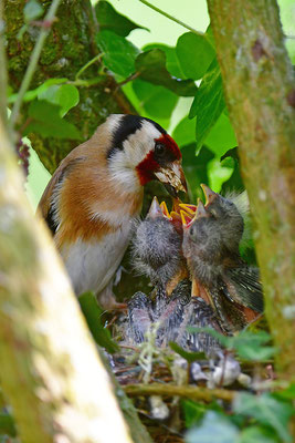 Stieglitz am Nest bei der Fütterung