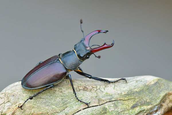 Hirschkäfer Männchen