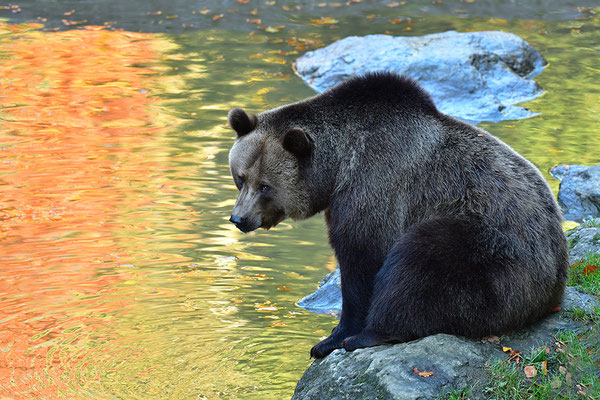 Braunbär