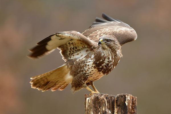Mäusebussard