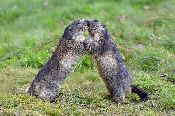 Murmeltiere im Kampf
