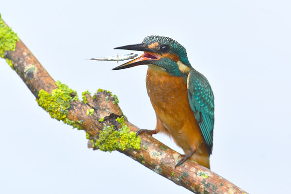 Eisvogel