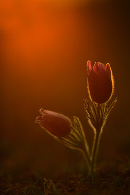 Küchenschelle im Abendlicht