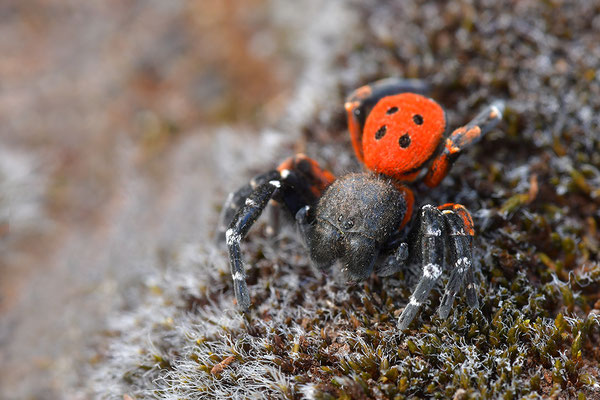 Rote Röhrenspinne, Männchen