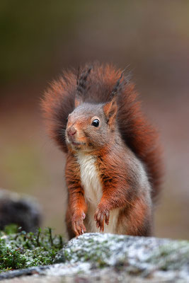Eichhörnchen