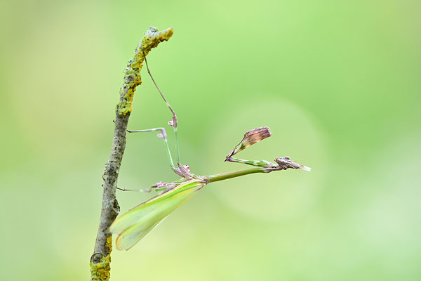 Empuse, Empusa fasciata