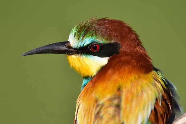 Bienenfresser Portrait