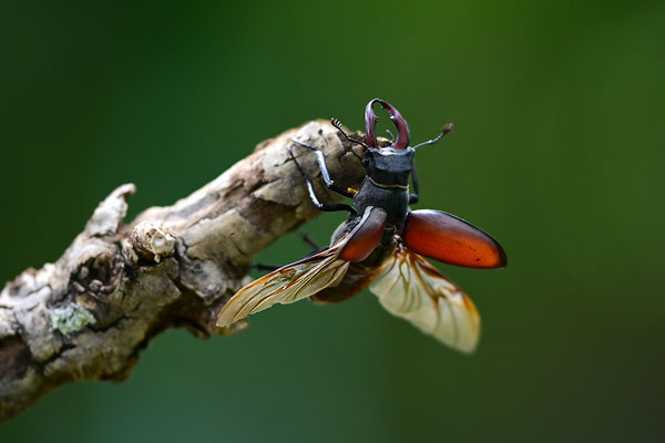 Hirschkäfer im Abflug