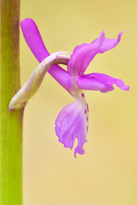 Mannsknabenkraut Einzelblüte