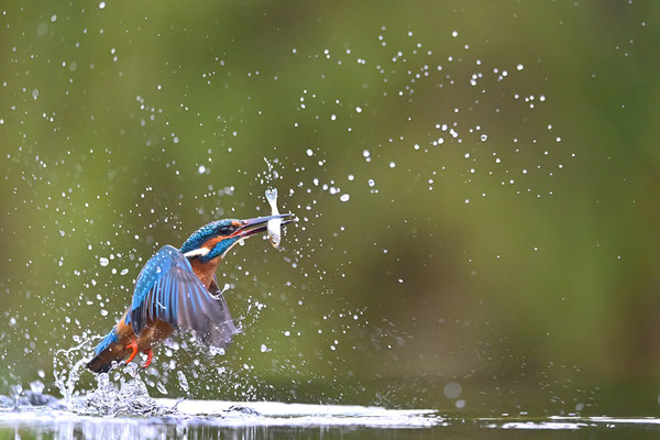 Eisvogel Männchen