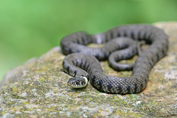 Ringelnatter
