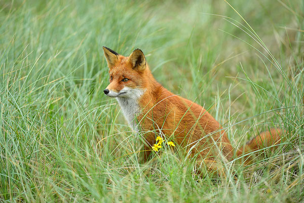 Fuchs